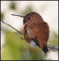 _8SB9816 rufous hummingbird